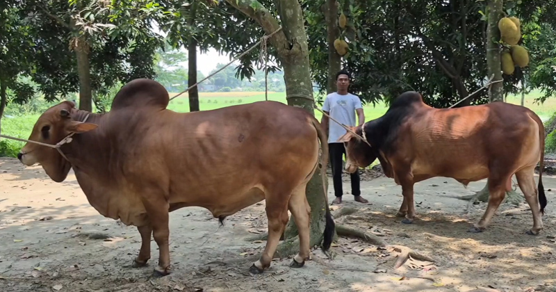 ছবি: প্রতিনিধি