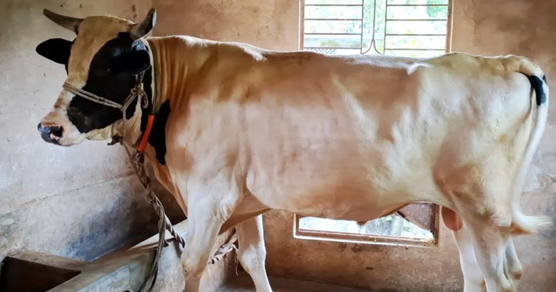 নবীগঞ্জে আলোচনার কেন্দ্রে ১৯ মণ ওজনের ‘সম্রাট’