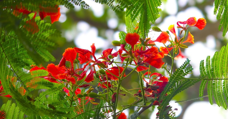 ছবি: প্রতিনিধি