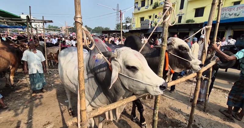 ছবি: প্রতিনিধি