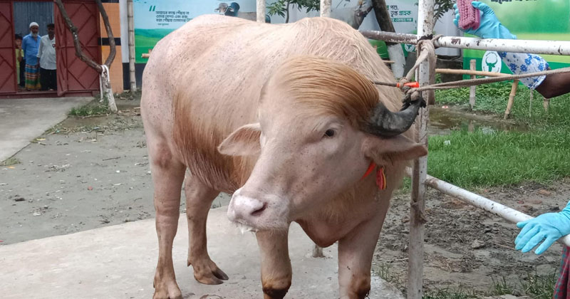 চুলের কাটিং ও চেহারার ধরনের কারণে মহিষটির নাম ডোনাল্ড ট্রাম্প রাখা হয়েছে। যা সামাজিক যোগাযোগমাধ্যমে ব্যাপকভাবে ছড়িয়ে পড়েছে। ছবিটি নারায়ণগঞ্জ শহরের পাইকপাড়ার রাবেয়া এগ্রো ফার্ম থেকে তোল