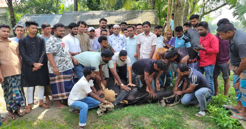 শেরপুরে শহীদ জিয়ার ৪৫তম শাহাদাতবার্ষিকীতে গরু কুরবানি