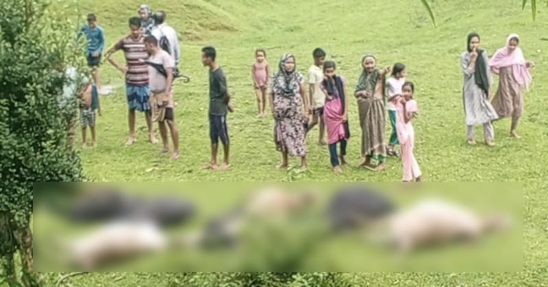 মৌলভীবাজারে বজ্রপাতে ১৪ গবাদি পশুর মৃত্যু, ৬ পরিবারের আহাজারি