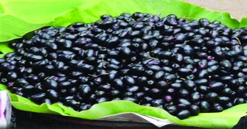 ২০০ টাকা কেজি দরে বিক্রি হচ্ছে জাম