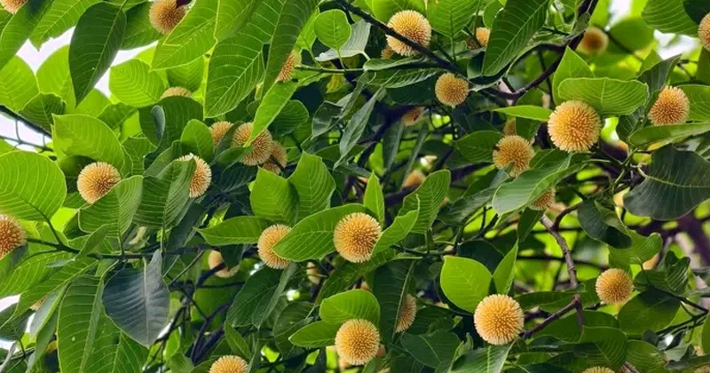 প্রকৃতি রাঙিয়ে গ্রীষ্মেই ফুটেছে বর্ষার কদম ফুল