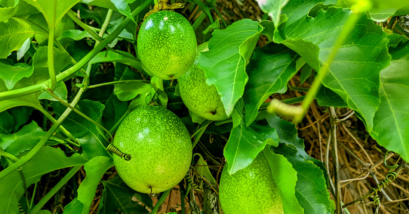 আনারকলি ফল। ছবি: প্রতিবেদক