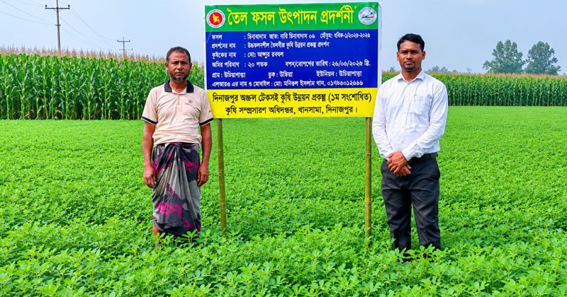 খানসামার মাটিতে নতুন স্বপ্ন, চিনাবাদামে বদলাচ্ছে কৃষকের ভাগ্য