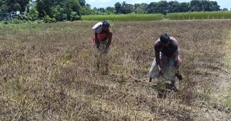 টানা বৃষ্টিতে মধুখালীতে মরিচ চাষে ধস, দিশেহারা কৃষক