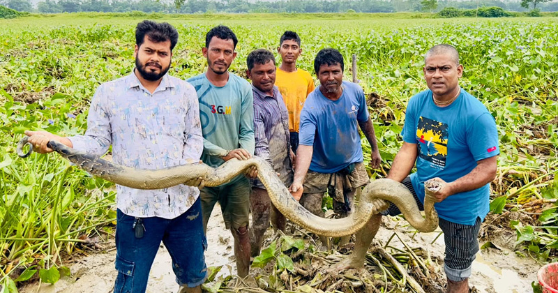 শ্রীমঙ্গলে হাইল হাওর থেকে ১৪ ফুট লম্বা অজগর উদ্ধার