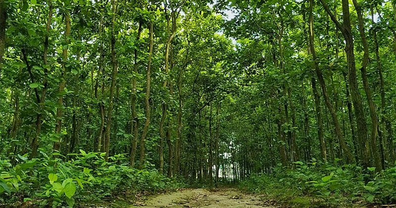 সংগৃহীত ছবি