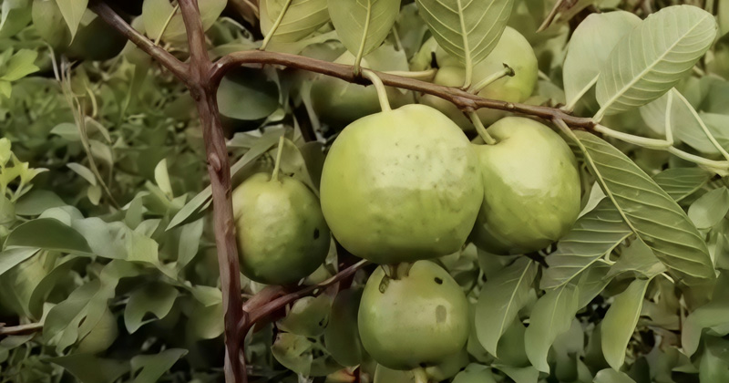 ছবি: প্রতিবেদক