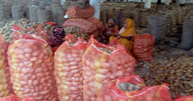 আলু পচনের দায়ে মুখোমুখি হিমাগার মালিক-চাষি