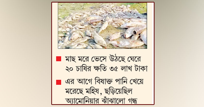 কাফকোর বিষাক্ত বর্জ্য, মরছে পুকুরের মাছ