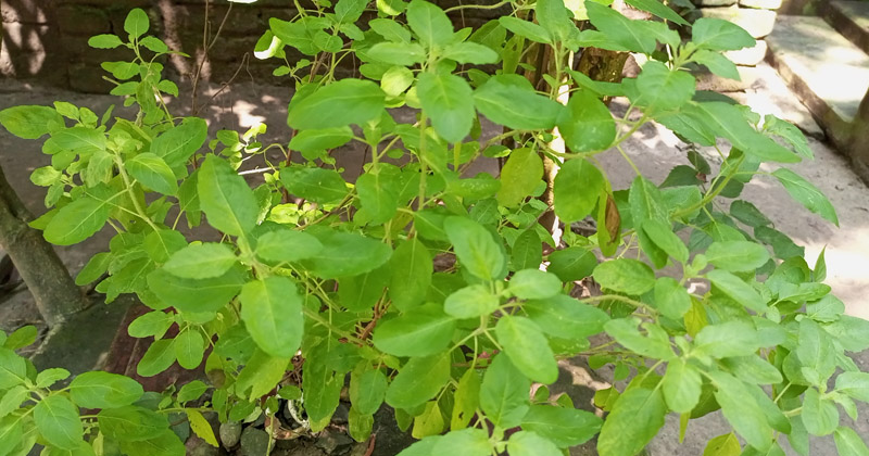 ছবি: প্রতিনিধি