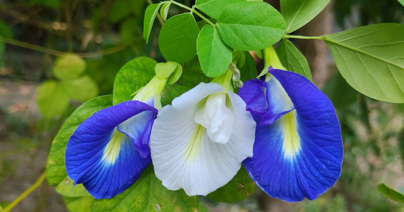 নীল অপরাজিতা : পূজার ফুলে প্রকৃতির নীল মায়া