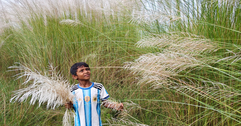 উৎপাদন খরচ বিহীন ফসল কাশফুল, হাসি ফুটাচ্ছে চরের চাষিদের