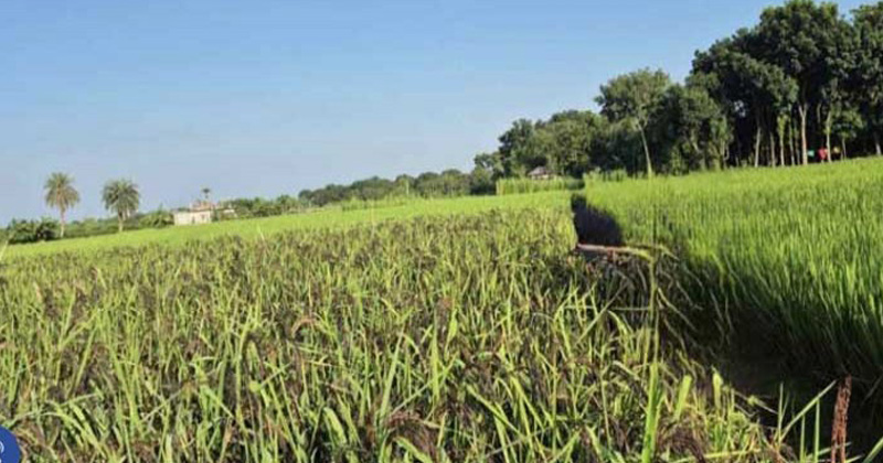 ছবি: প্রতিবেদক