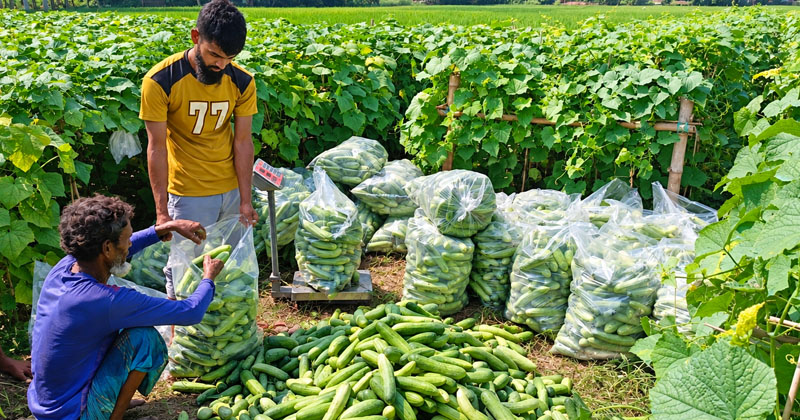 দেওয়ানগঞ্জে শসার বাম্পার ফলন, ভালো দামে খুশি কৃষক