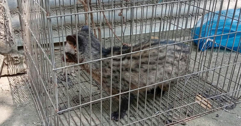কলা খেতে এসে জালে আটকা বিরল গন্ধগোকুল, উদ্ধার করল বন বিভাগ