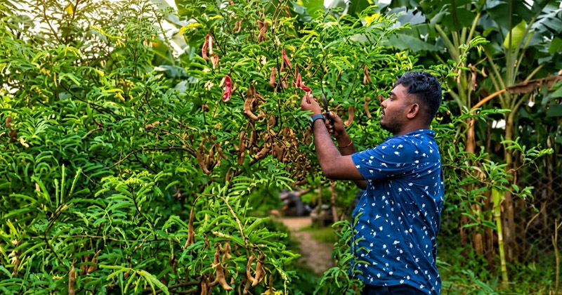 নতুন সম্ভাবনার দুয়ার খুলেছেন কৃষি উদ্যোক্তা সজল। ছবি : প্রতিনিধি