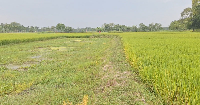 ছবি: প্রতিনিধি