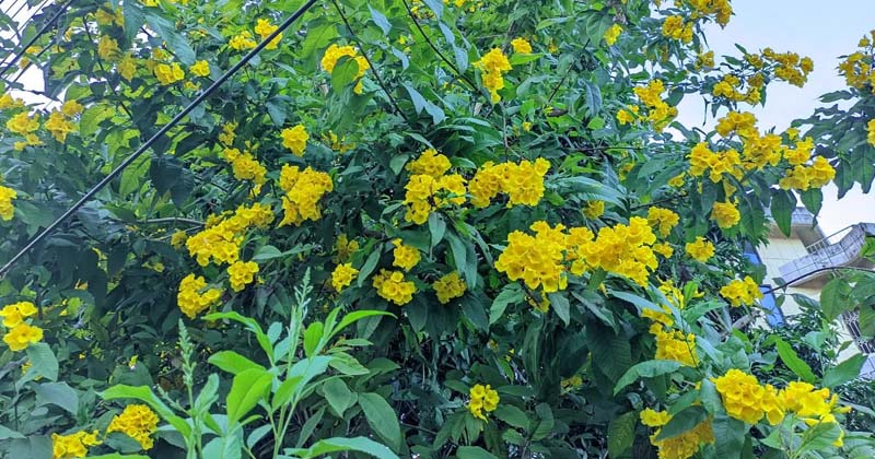 ছবি: প্রতিবেদক