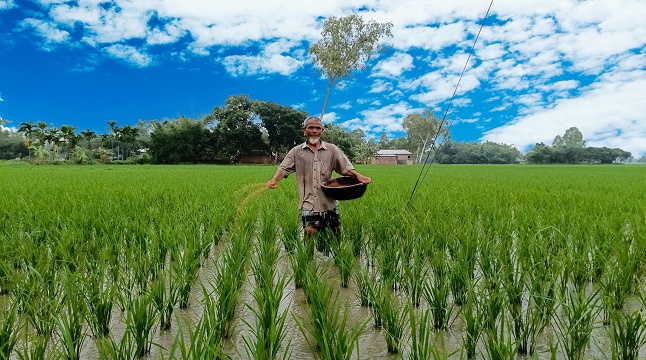 রোপা-আমন পরিচর্যায় ব্যস্ত কৃষক-কৃষাণীরা