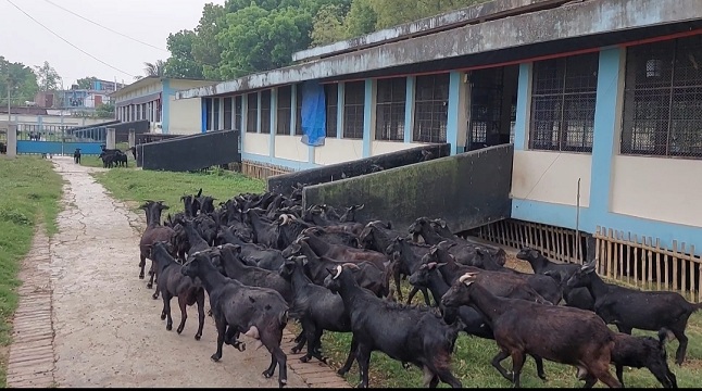 চুয়াডাঙ্গায় দারিদ্র বিমোচনে ভূমিকা রাখছে ব্ল্যাক বেঙ্গল ছাগল