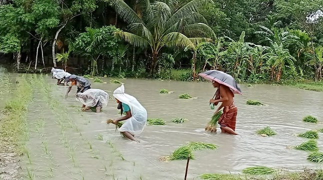 লালমোহনে আমন চাষে ব্যস্ত কৃষকেরা