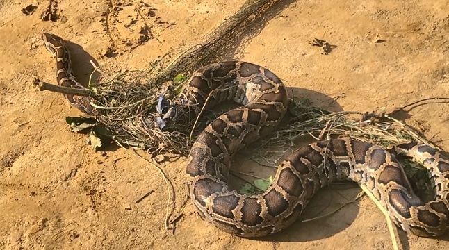 কৃষকের জালে ৮ ফুট লম্বা অজগর, বনে অবমুক্ত