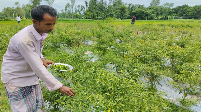 মালচিং পদ্ধতিতে মরিচ চাষে যুবকের সফলতা