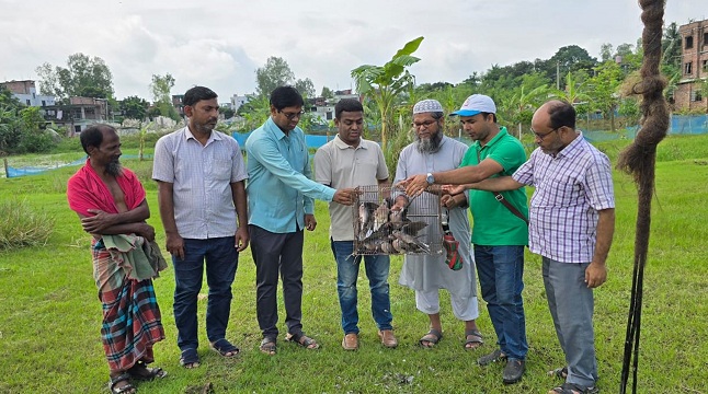 নাটোরে ১৭টি ঘুঘু পাখি অবমুক্ত করা হয়